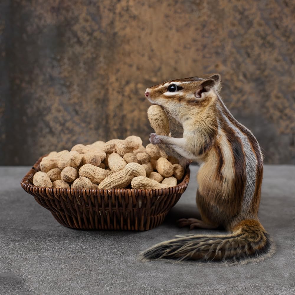 Peanuts In Shell 2 lbs V81250