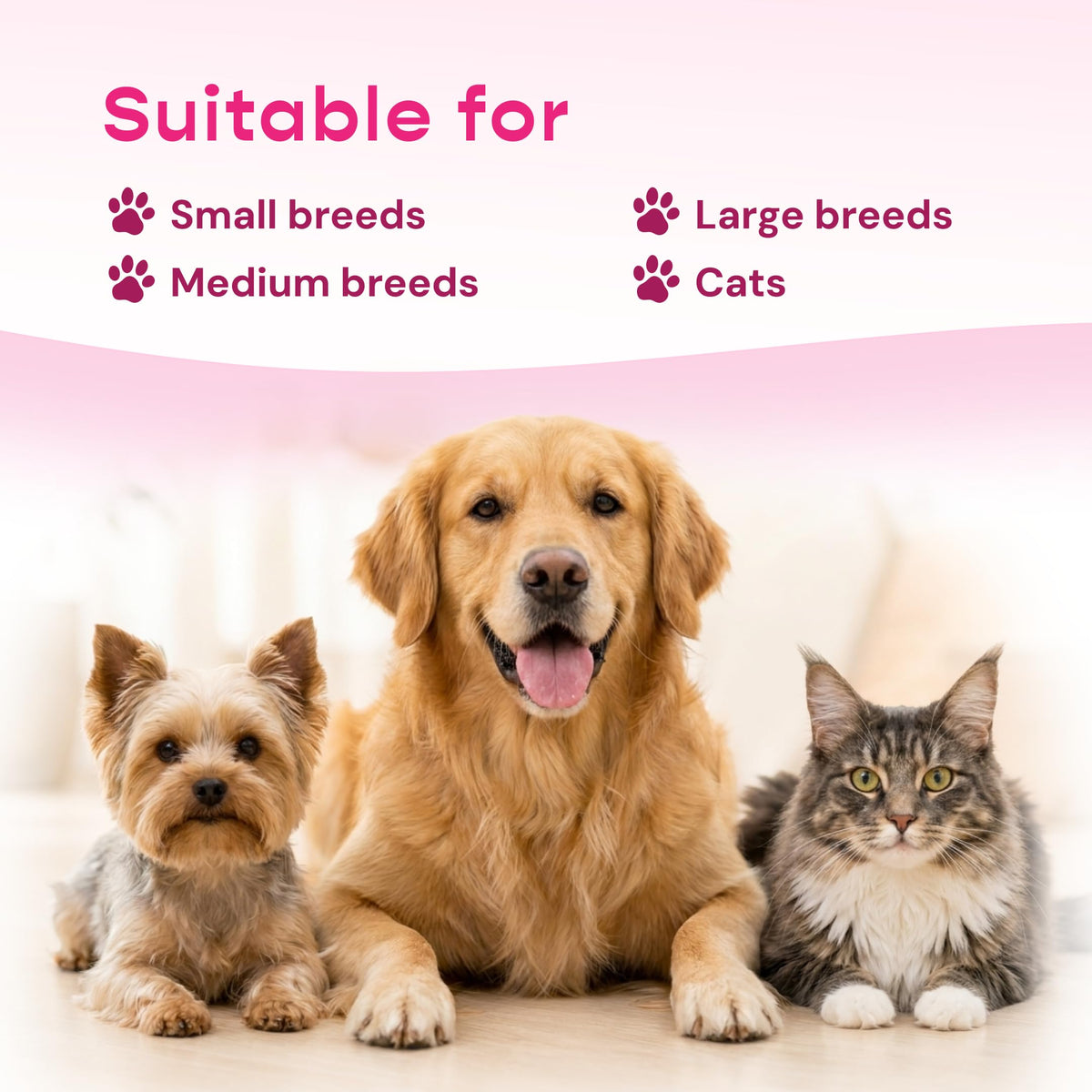 Liquid Pet Supplement with Astragalus, Elderberry, Echinacea & Beta Glucan, 2 fl oz H61046