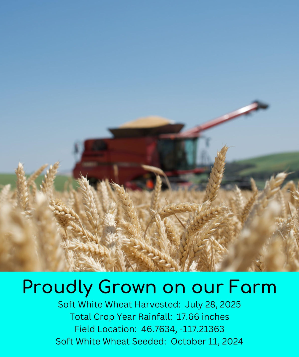 Soft White Wheat Berries 5 lbs Z259