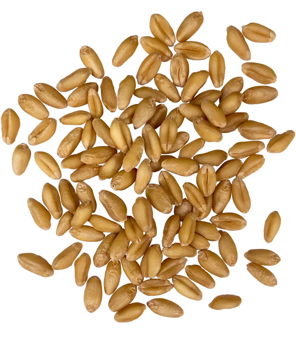 Soft White Wheat Berries 5 lbs Z259