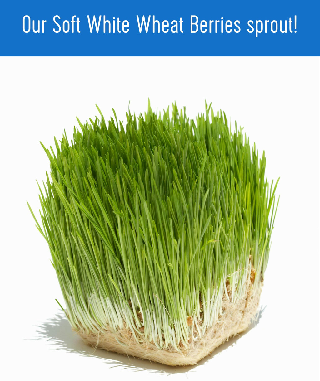 Soft White Wheat Berries 5 lbs Z259